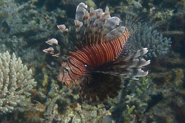 Lion fish - Fiji