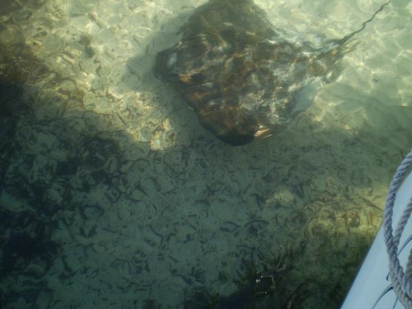 Locals at Rottnest