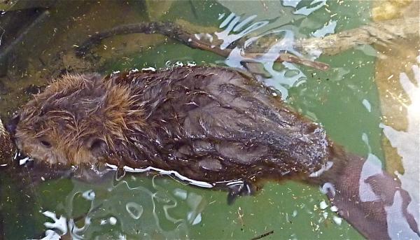 Looked down a saw a baby beaver under the dock one day