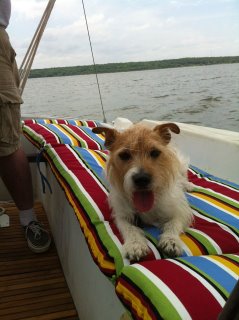 Mac the Sail Dog