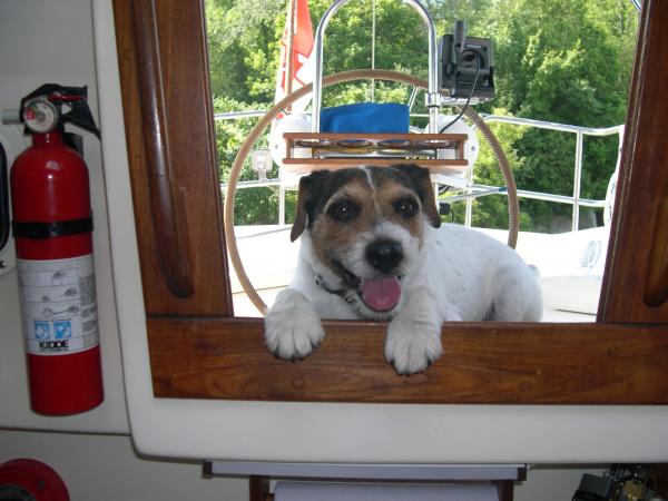 Milo the sailing dog!