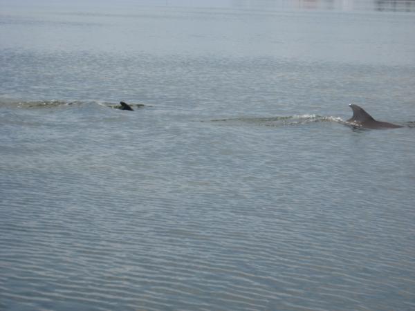 Mother and baby Dolphins