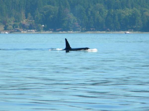 Orca off of Orcas Island in late aug