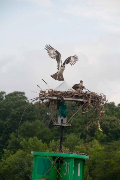 Osprey on C&amp;D Canal