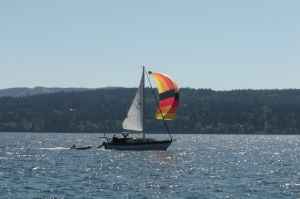 Osprey under sail