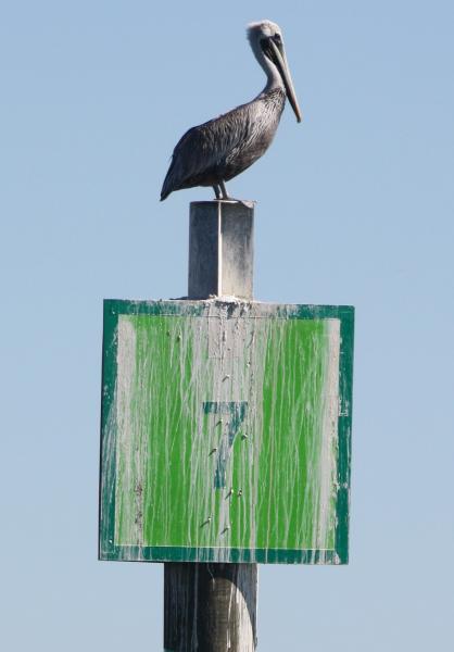 Pelican on #7