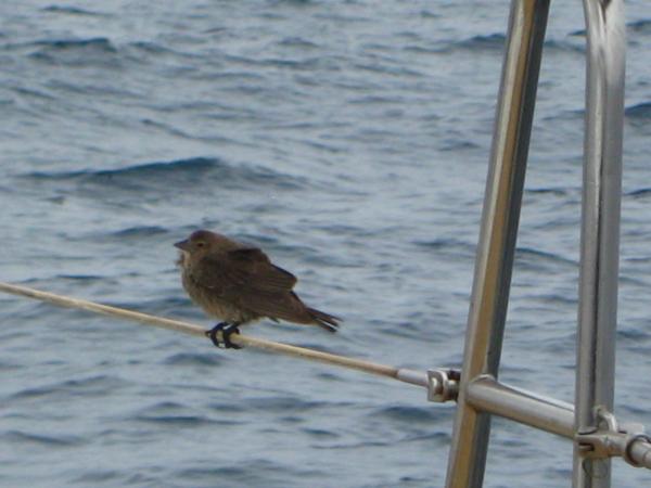 Pictures 028