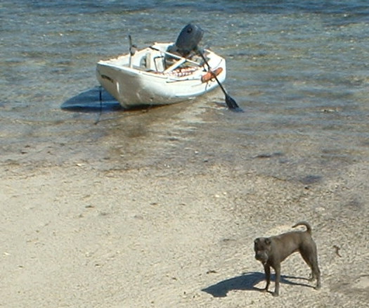 Portland Pudgy and Shar-Pei PuBu the puppy in Little Harbor Abacos, Bahamas