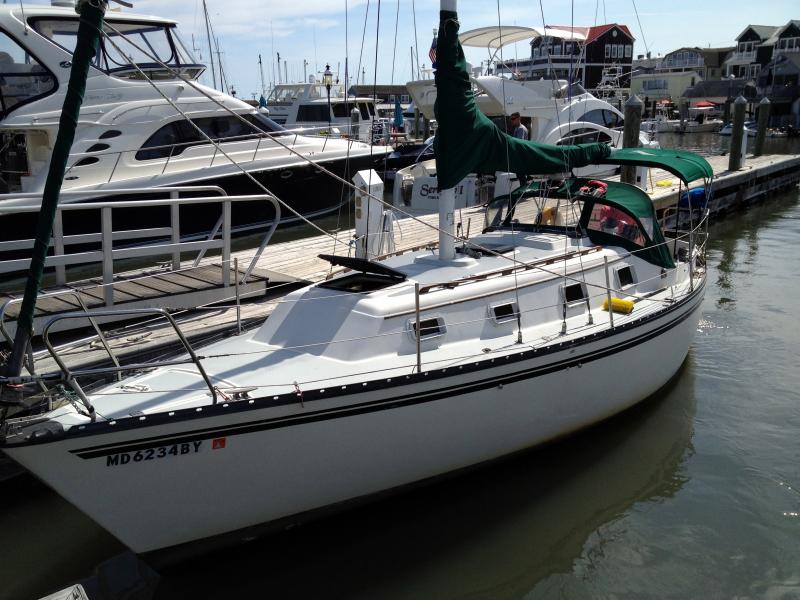 Puffin at South Jersey Marina, Cape May, NJ