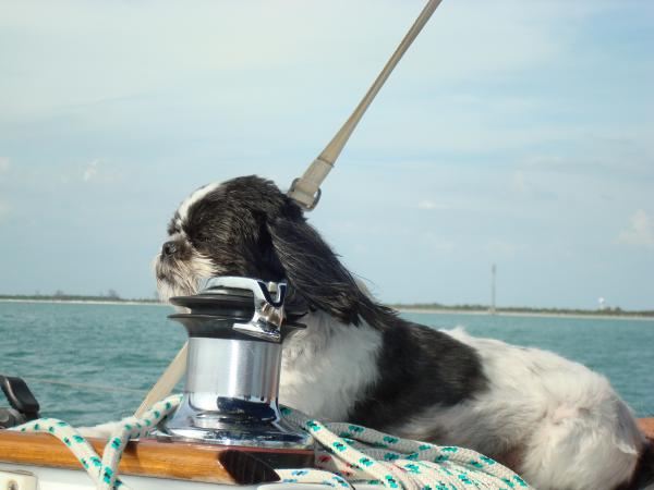 Salty, the mighty sailin' pup