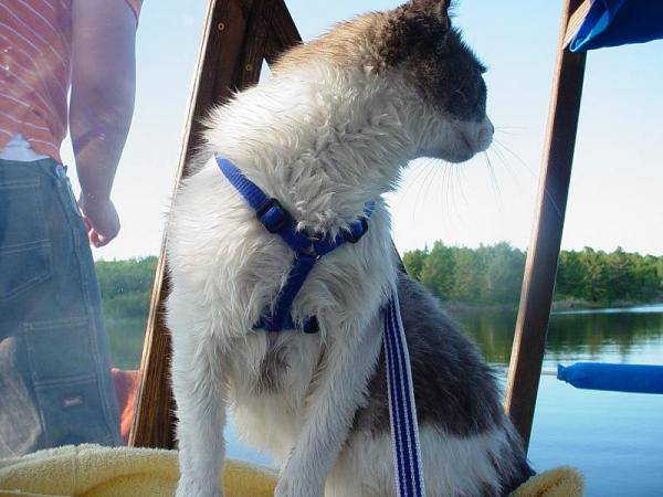 Sam cat jumped off the bow trying to catch a sea gull. He swam two laps around the boat before we could grab ahold of  him.