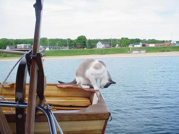 Sam cat living on the edge in Grand Marias Mi