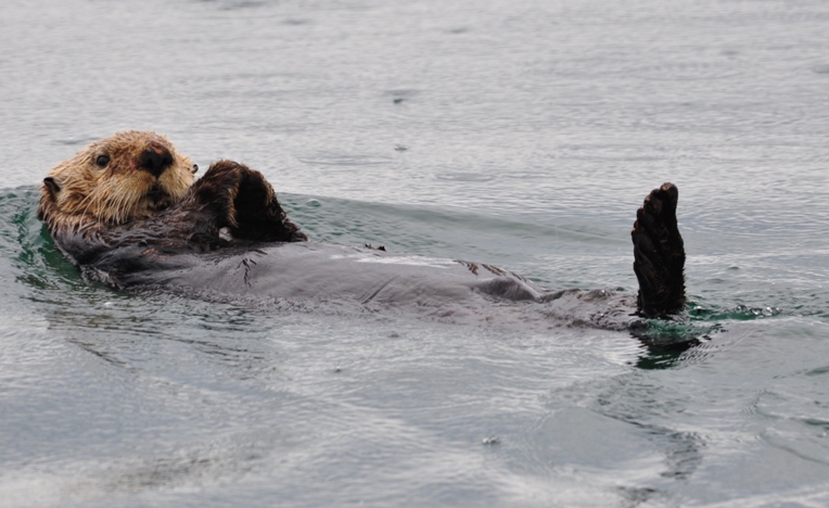 Sea Otter