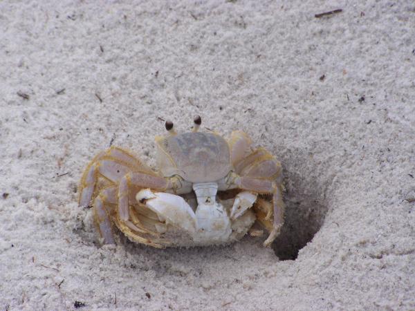 Sex on the beach, crabby style!