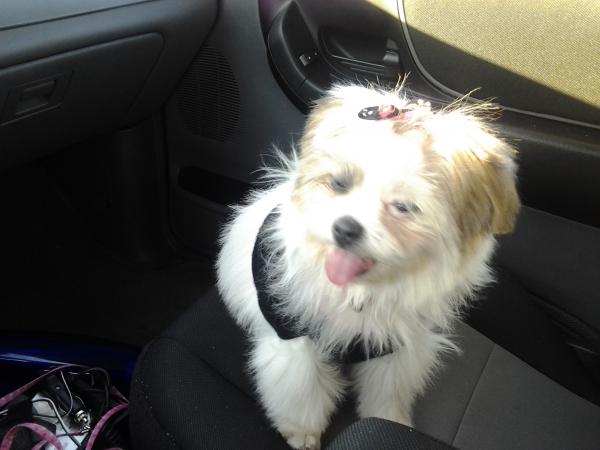 Shih TZU/POMERIAN  Born June 2011