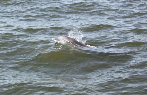 Single Dolphin watching us