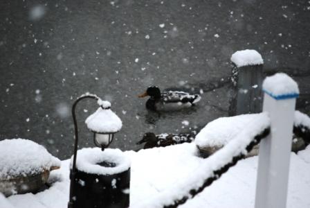 Snow Ducks from last Wednesday (2-24-2010)