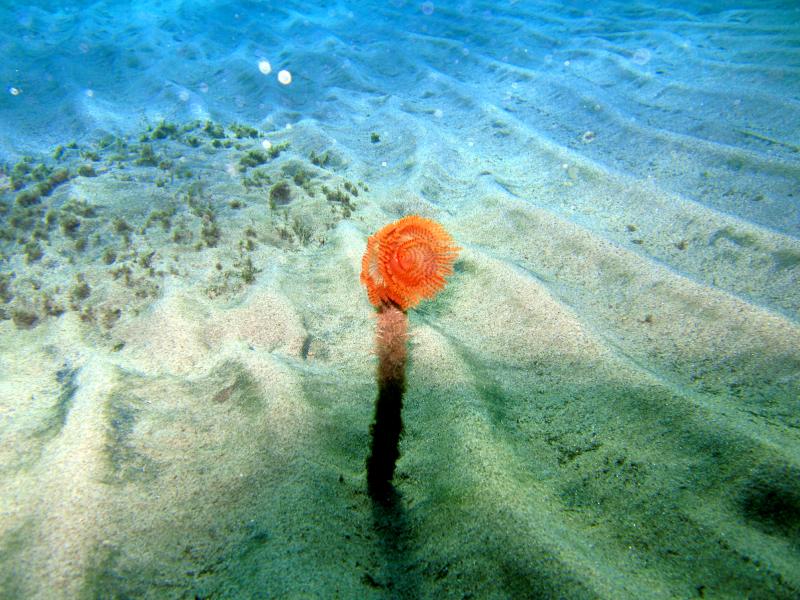 spirografo, backdrop island of Thassos