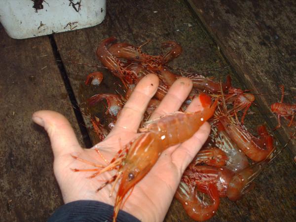 spot prawns