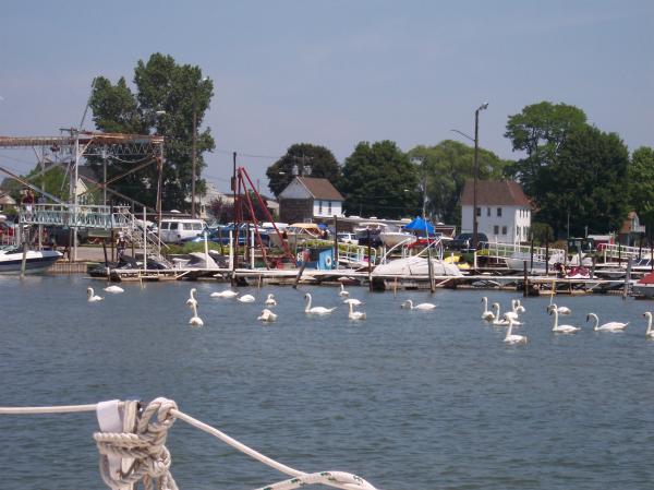 Swans on the bay, they're mean!