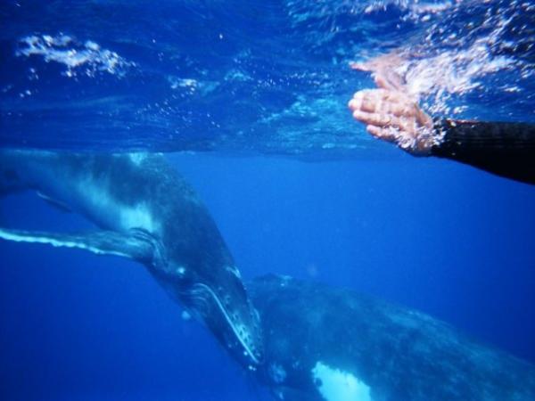 Swimming with Humpbacks - Tonga