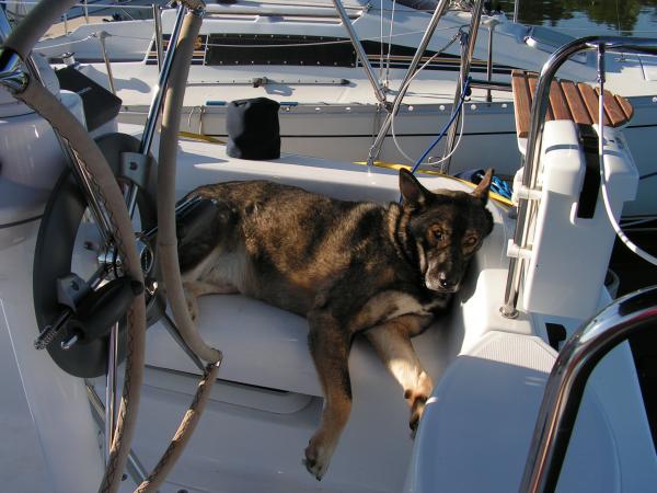 Tanner resting after a fun sail.