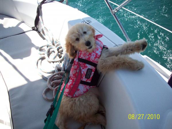 The little pup out for a sail.