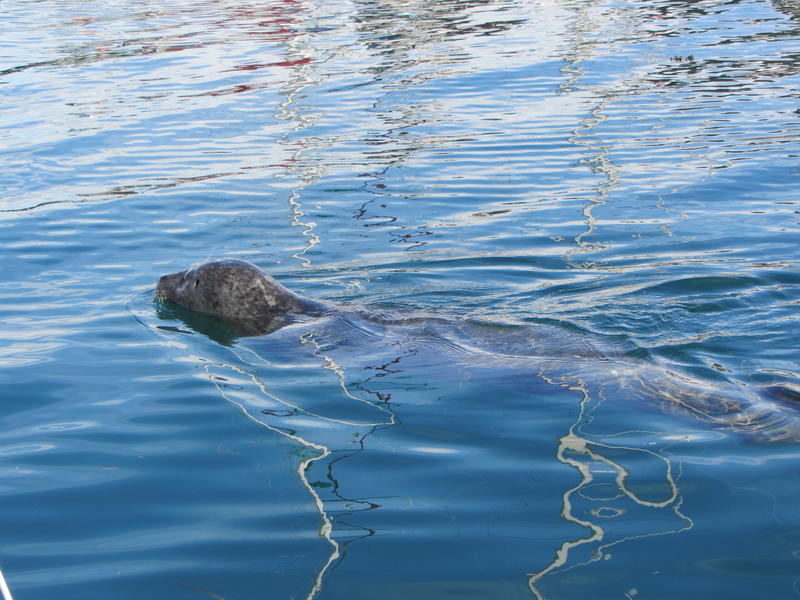 This little beggar was getting thorn food scraps from many boats