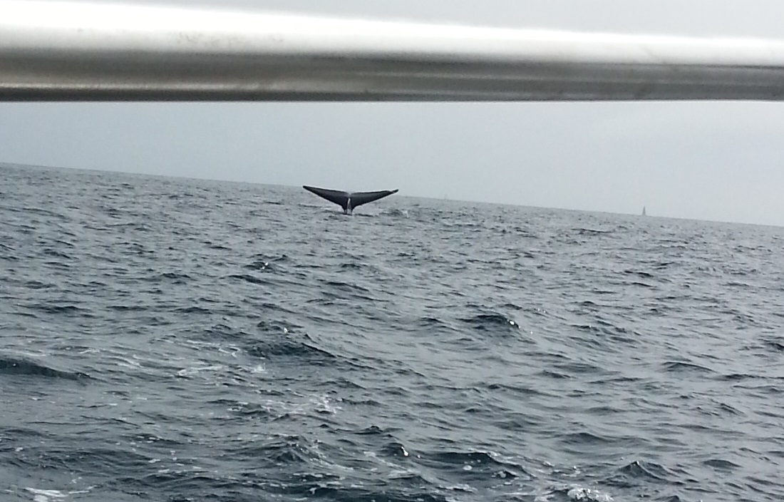 This was from last years sail. It is a blue whale.