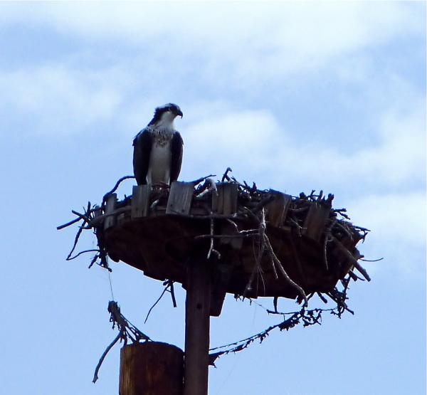 This year I read that there are 40 pairs of Osprey at the lake ..