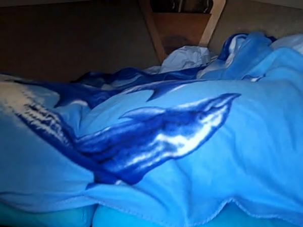 TS V-birth dolphin blanket