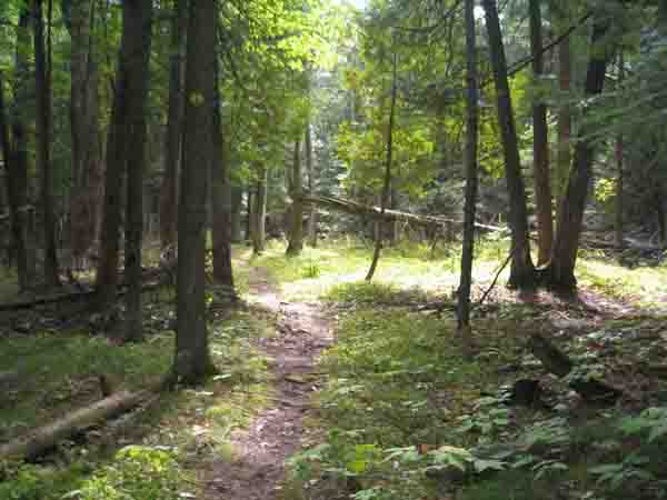 Valcour :Trail through the woods