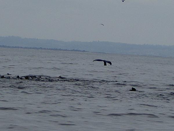 We see whales almost every cruise