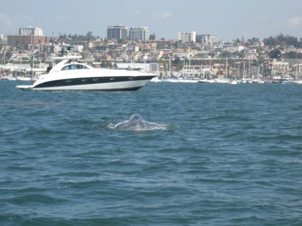 whale in the bay.  The whale resurfaced about 15' from port side and went directly under us.
