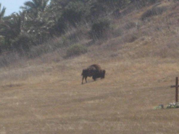 Wilson the resident buffalo.