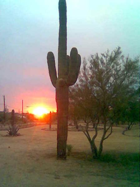 Winter Rose sunset