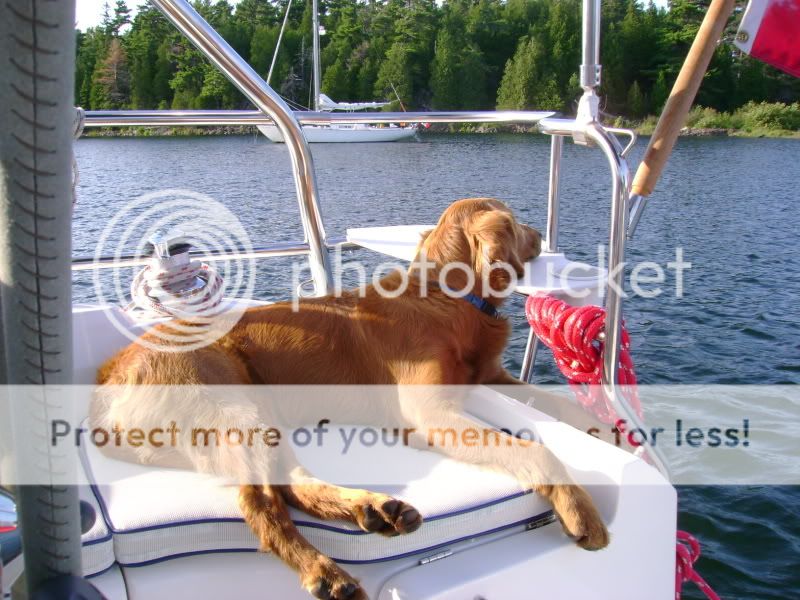 Dogs onboard  Sailboat Owners Forums