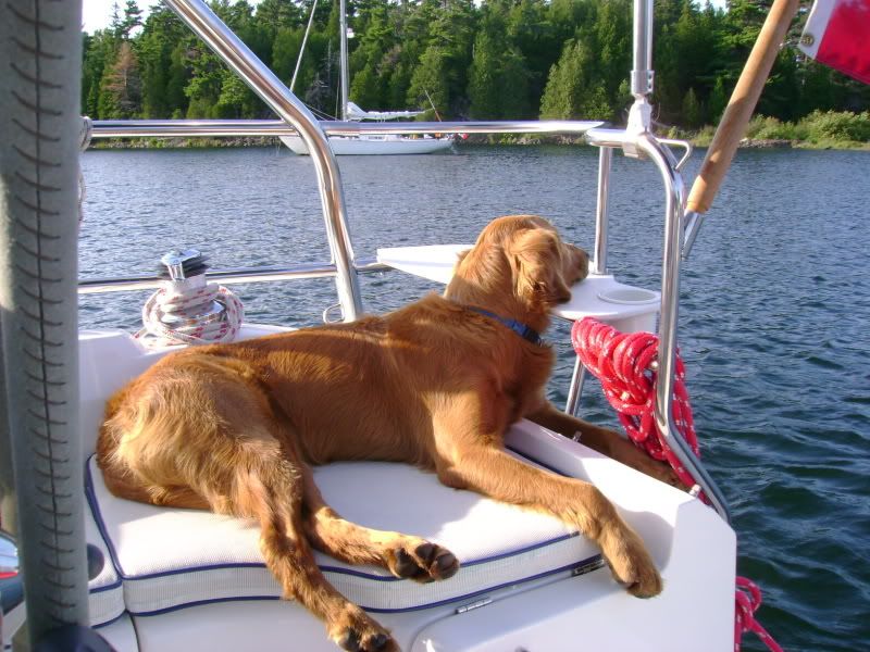 Dogs onboard  Sailboat Owners Forums