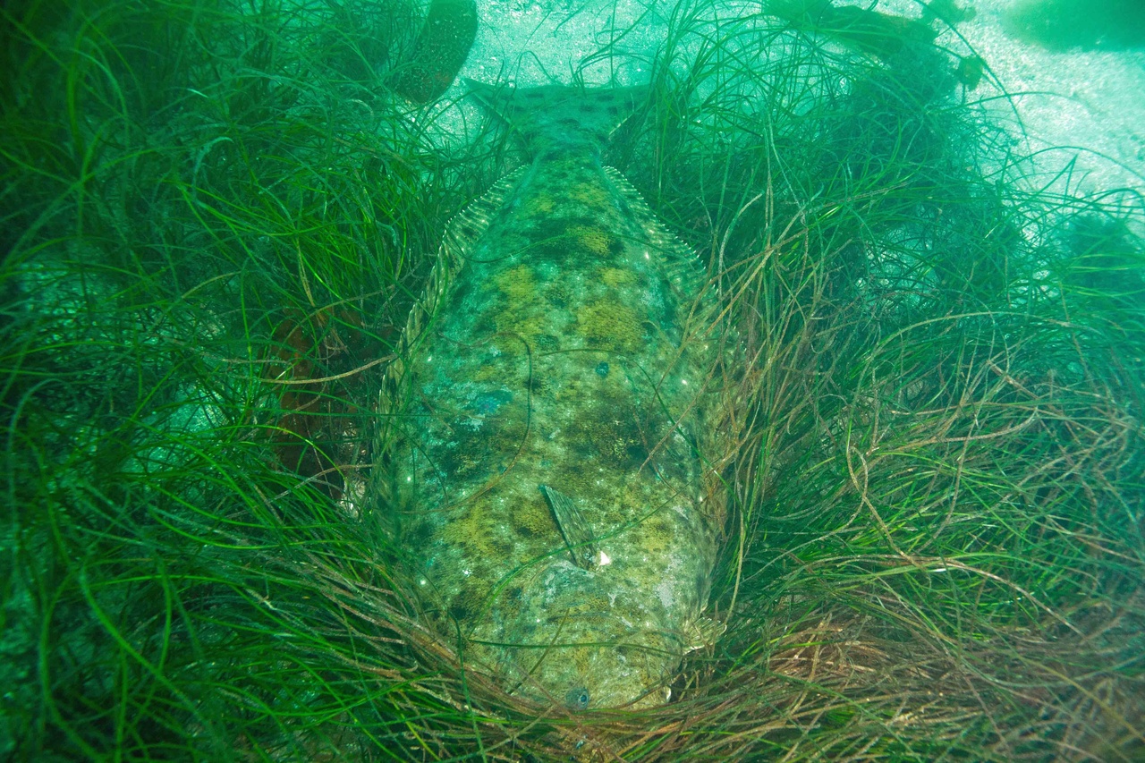 www.fisheries.noaa.gov