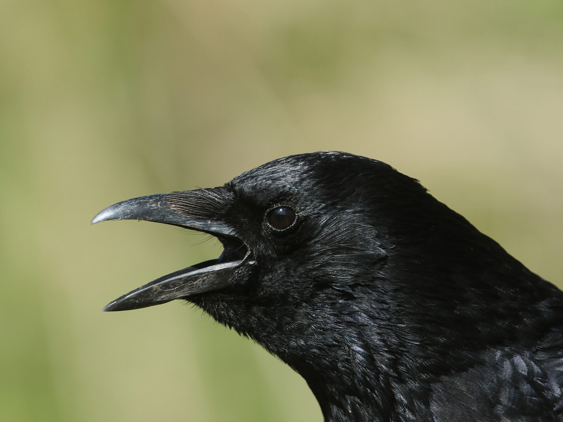 birdfact.com